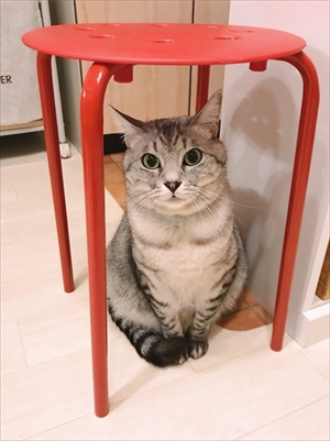 手招き猫ちゃん