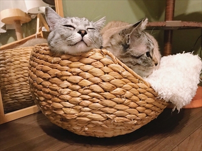 手招き猫ちゃん