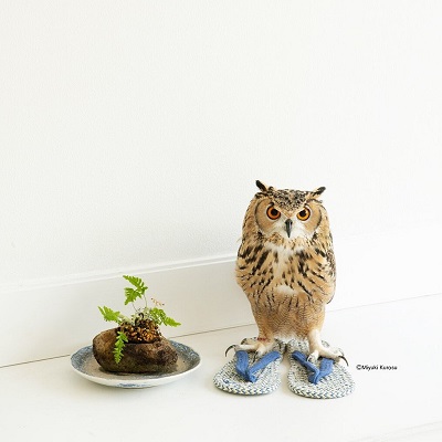 ガルーさんの休日