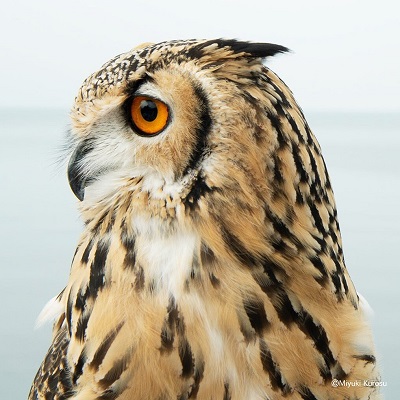 ガルーさんの休日