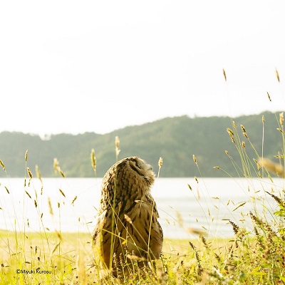 ガルーさんの休日