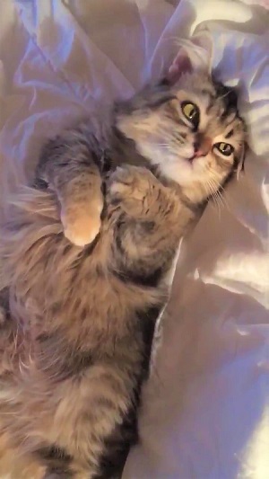 毛づくろいをする猫ちゃん