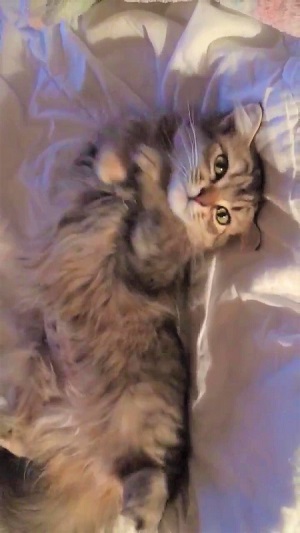 毛づくろいをする猫ちゃん