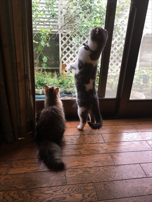 毛づくろいをする猫ちゃん