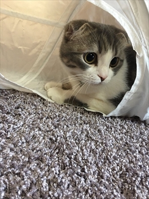 毛づくろいをする猫ちゃん