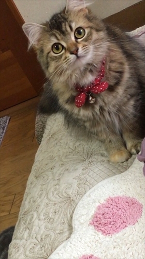 毛づくろいをする猫ちゃん