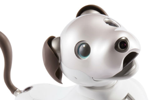 aibo