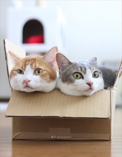 アメカヌちゃん