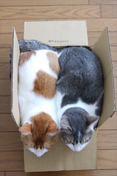 アメカヌちゃん