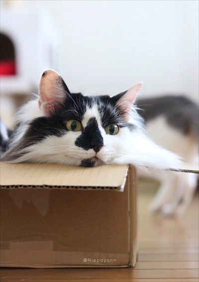 アメカヌちゃん