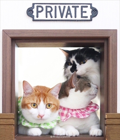 アメカヌちゃん