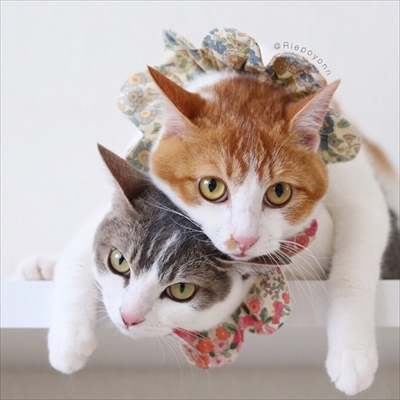 アメカヌちゃん