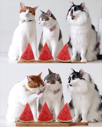 アメカヌちゃん