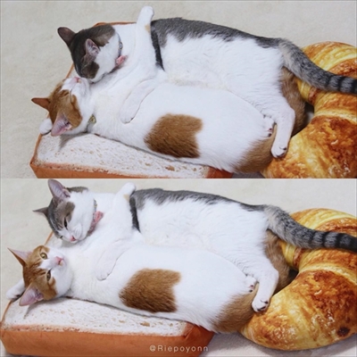 アメカヌちゃん