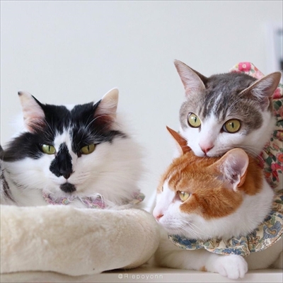 アメカヌちゃん