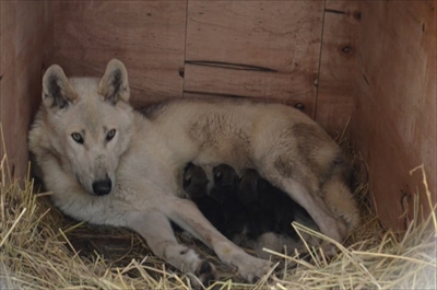 平川動物公園シンリンオオカミ