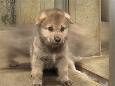 平川動物公園シンリンオオカミ
