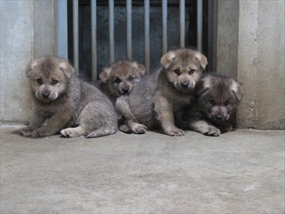 平川動物公園シンリンオオカミ