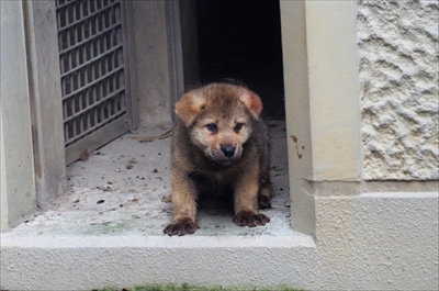 平川動物公園シンリンオオカミ