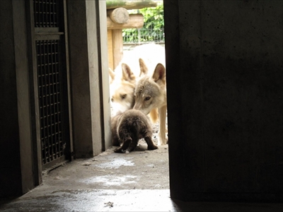 平川動物公園シンリンオオカミ