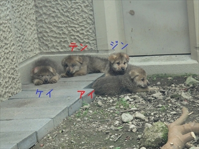 平川動物公園シンリンオオカミ