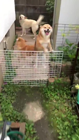 おすすめ
