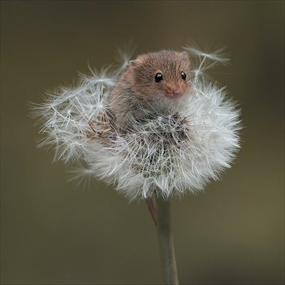 ちいさなかわいいハーベストマウス