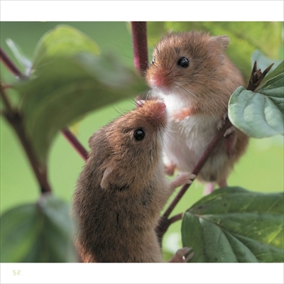 ちいさなかわいいハーベストマウス