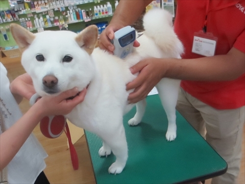 白柴『きなこ』のお気楽ブログ