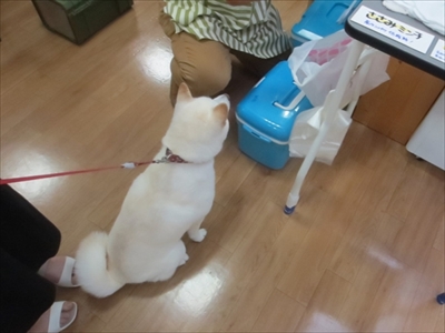 白柴『きなこ』のお気楽ブログ