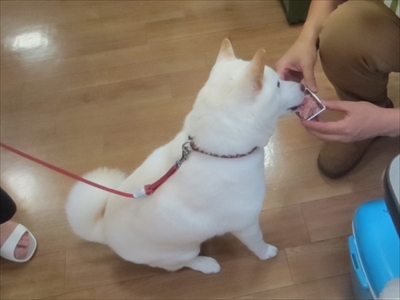 白柴『きなこ』のお気楽ブログ