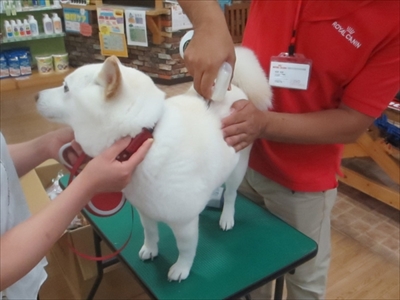 白柴『きなこ』のお気楽ブログ