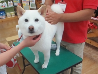 白柴『きなこ』のお気楽ブログ
