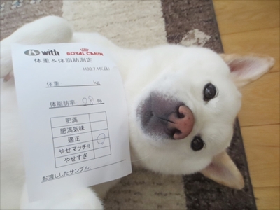 白柴『きなこ』のお気楽ブログ