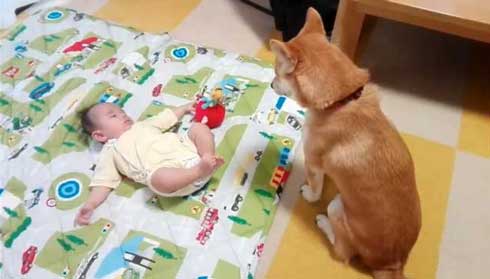 赤ちゃん おもちゃが欲しい 犬 我慢