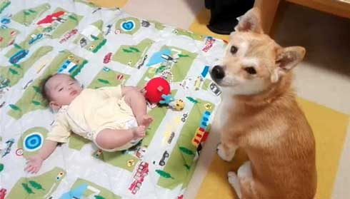 遊びたいワンコ