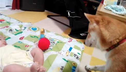 赤ちゃん おもちゃが欲しい 犬 我慢