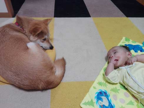 赤ちゃん おもちゃが欲しい 犬 我慢