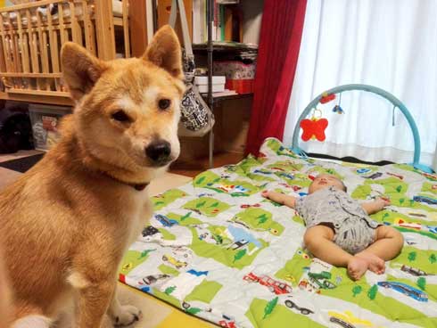赤ちゃん おもちゃが欲しい 犬 我慢