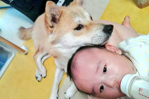 赤ちゃん おもちゃが欲しい 犬 我慢
