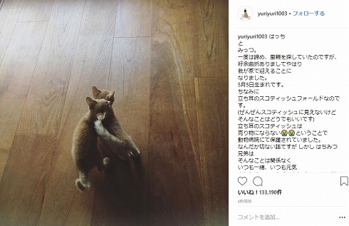 石田ゆり子 はっち みっつ ペット 猫 ハニオ タビ