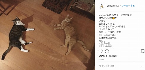 石田ゆり子 はっち みっつ ペット 猫 ハニオ タビ 里親