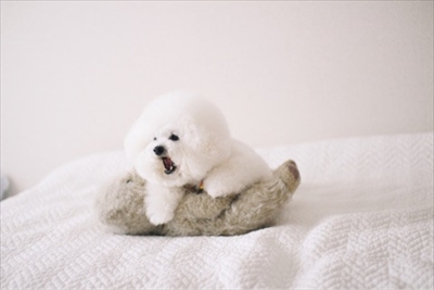 アーニーのおうち