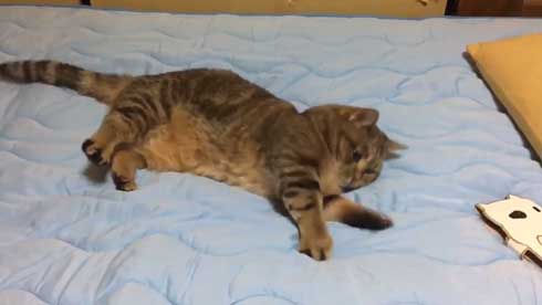 猫 起き上がり方 かわいい 前足 動き