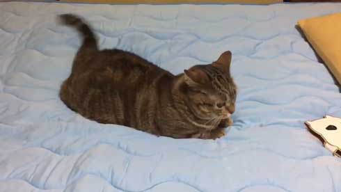 猫 起き上がり方 かわいい 前足 動き