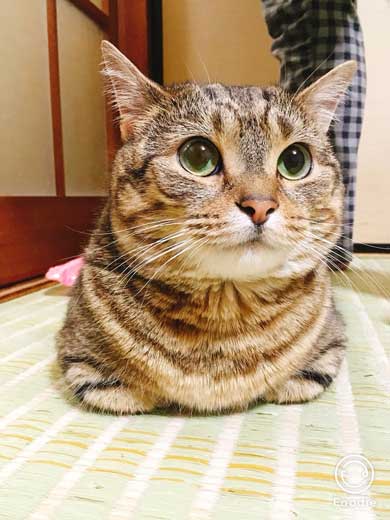 猫 起き上がり方 かわいい 前足 動き