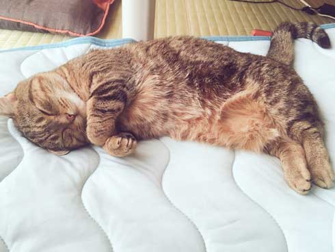 猫 起き上がり方 かわいい 前足 動き