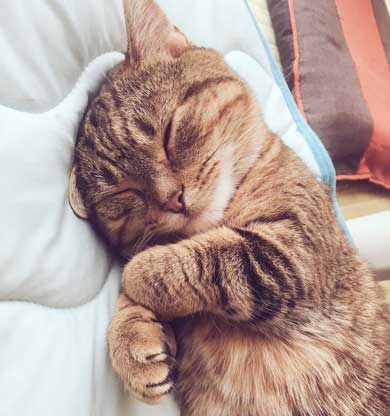 猫 起き上がり方 かわいい 前足 動き