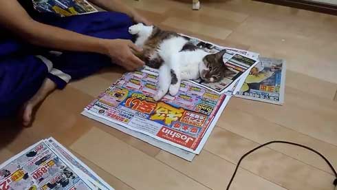 猫 かまってちゃん 新聞 邪魔 好き