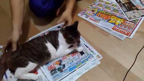 猫 かまってちゃん 新聞 邪魔 好き